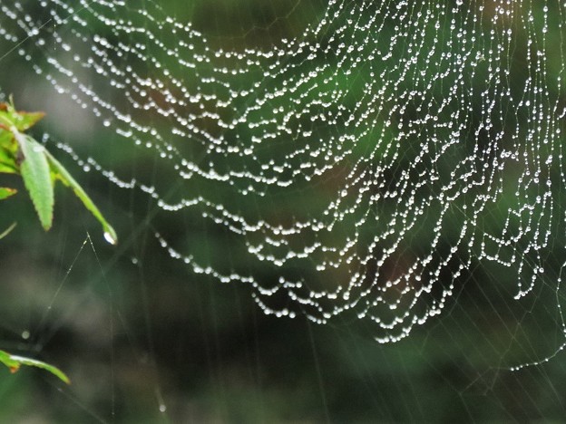 蜘蛛の巣の雨雫_0098