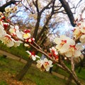 Photos: 偕楽園梅
