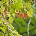 Photos: 161005_長野県小海町・松原湖_紅葉＜カエデ仲間「ハウチワカエデ」？」＞_FA05B8642_MZD300P_X7As