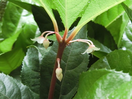 咲いたヤブコウジの花