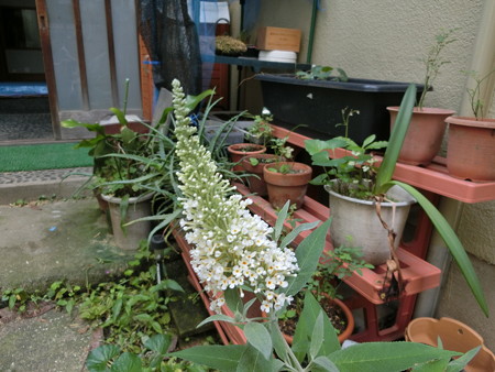 どんどん咲き進むミニブッドレア