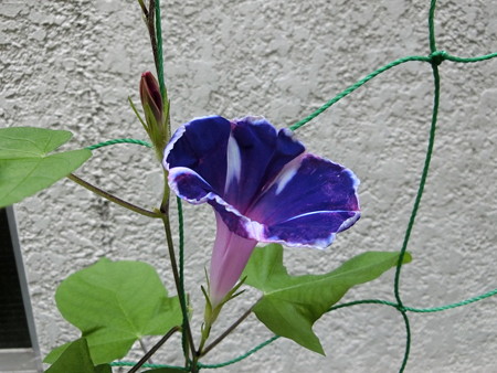朝顔の花と蕾