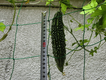 いつの間にかゴーヤが17cm