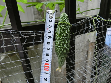 ここにも10cm超えのゴーヤが!