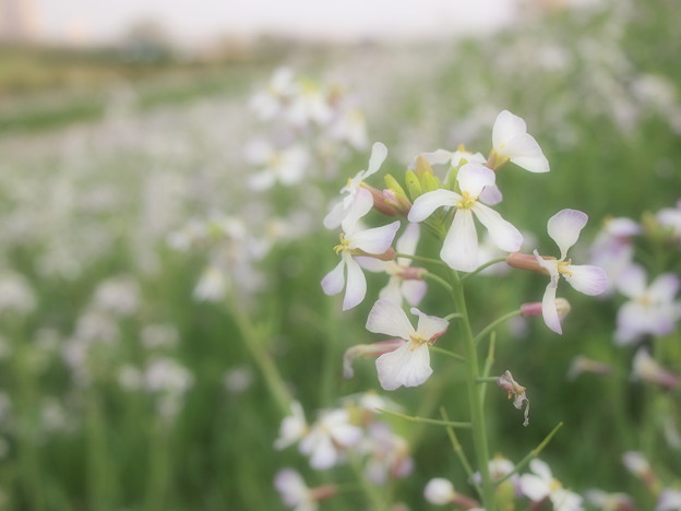 白い菜の花 写真共有サイト フォト蔵