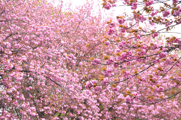 八重桜 関山 ｶﾝｻﾞﾝ 写真共有サイト フォト蔵