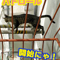 2006/4/17-【猫写真】パトロール再開にゃ！
