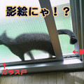 2006/4/15-【猫写真】影絵ーにゃんこ