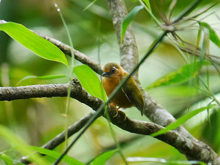 インドミツユビコゲラ(White-browed Piculet) P1060583_R2