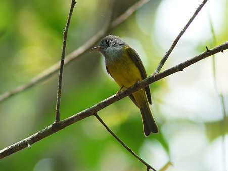 ハイムネヒタキ(Grey-headed Canary Flycatcher) P1080944_R