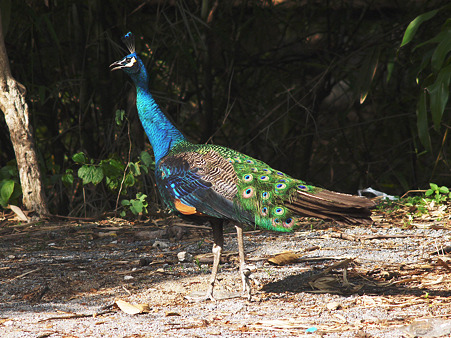 マクジャク(Green Peafowl) P1181034_R2