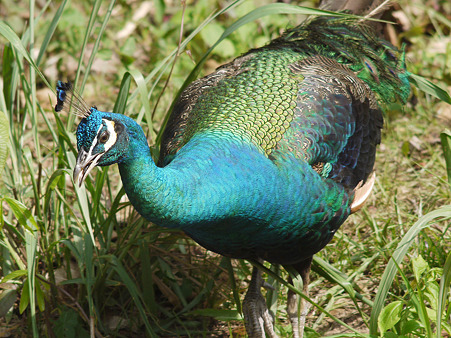 マクジャク(Green Peafowl) P1181003_R2