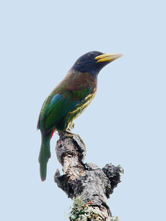 オオゴシキドリ(Great Barbet) P1130568_R(LR)
