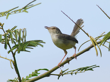 アジアマミハウチワドリ(Plain Prinia) P1180832_R
