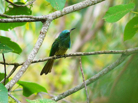 アオムネハチクイ(Blue Beared Bee-eater) P1190488_R