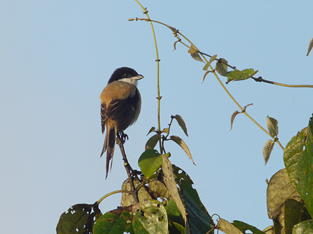 タカサゴモズ(Long-tailed Shrike) P1230748_R