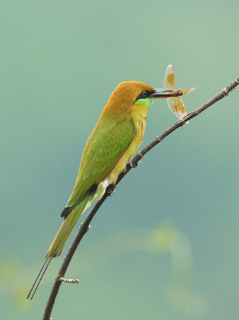 ミドリハチクイ(Green Bee-eater) P1240686_R