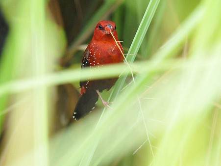 ベニスズメ(Red Avadavat) DSC_3831_R