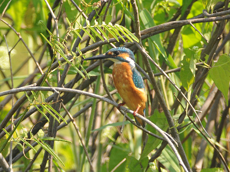 カワセミ(Common Kingfisher) DSC_4486_R