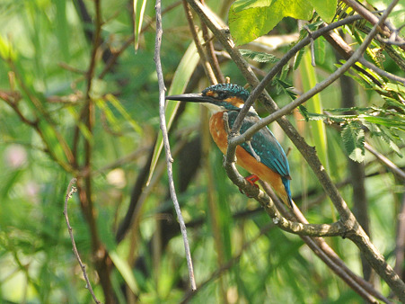 カワセミ(Common Kingfisher) DSC_4492_R