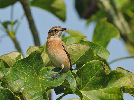 ノビタキ(Common Stonechat) DSC_4392_R