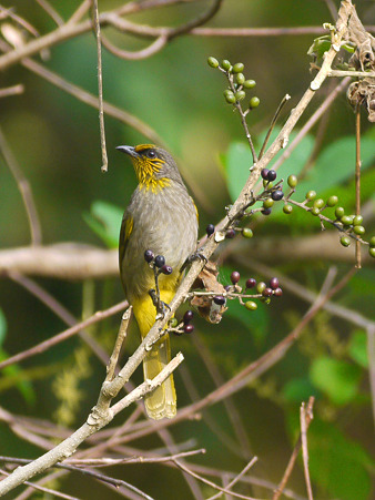 キビタイヒヨドリ(Stripe-throated Bulbul) P1290017_R