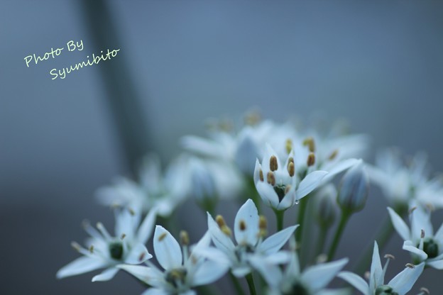 ニラの花