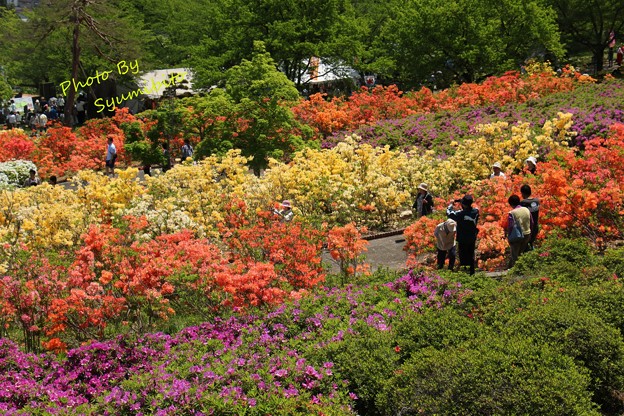 寒河江公園 つつじ園 山形県寒河江市 趣味人 はやちゃんの日記