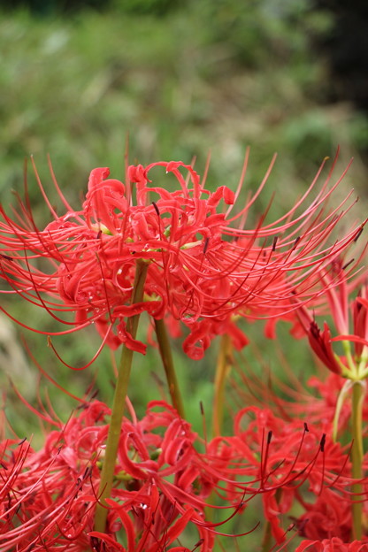 曼珠沙華 2016.9