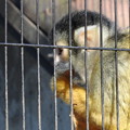 リスザル