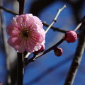 梅
