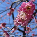 梅