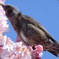 蜜を吸うヒヨ