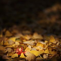 Photos: 7F1A9991