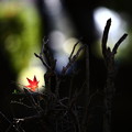 『はらり…』
