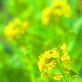 もう、春が訪れてます