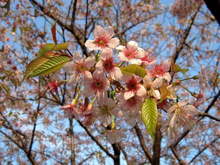 季節外れの桜 5/5