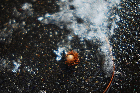 Melted snow and acorn