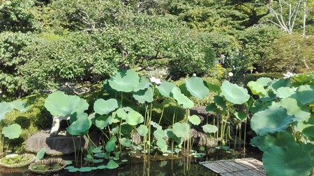 蓮@長谷寺 鎌倉