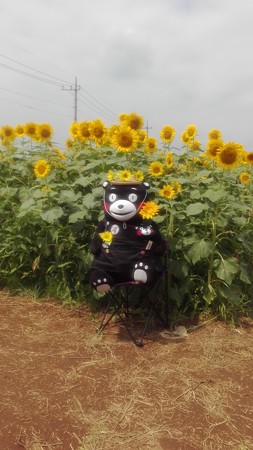 くまもんとひまわり。毎年いるね。