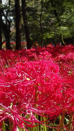 巾着田の彼岸花 赤いカーペット