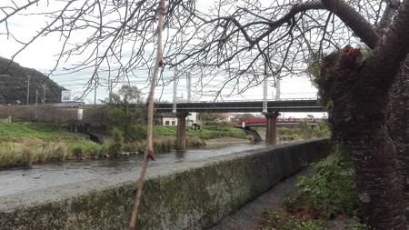 河津 伊豆急行の鉄橋と桜まだ固いつぼみです。