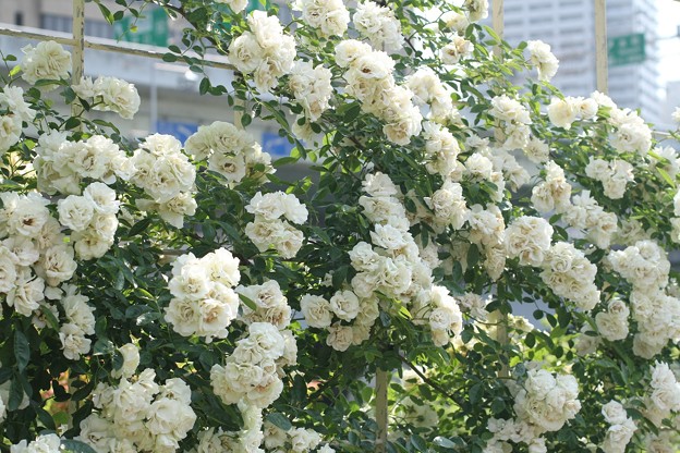 白薔薇の壁 写真共有サイト フォト蔵