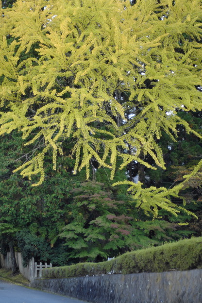 DSCF2920