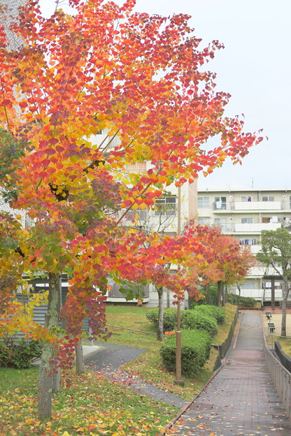 DSCF3251