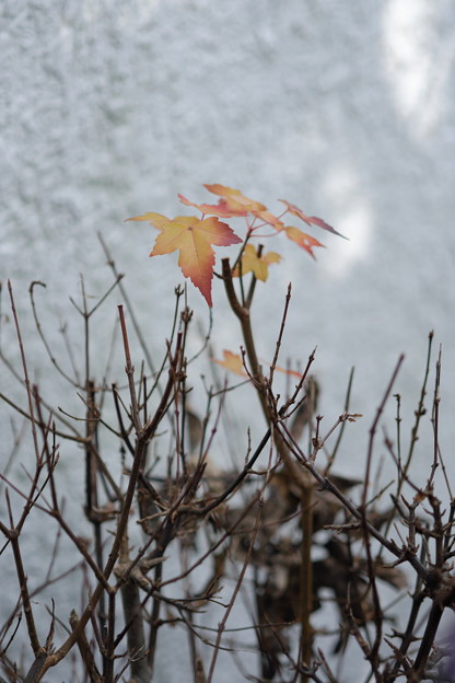 DSCF3817