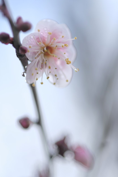 DSCF3977