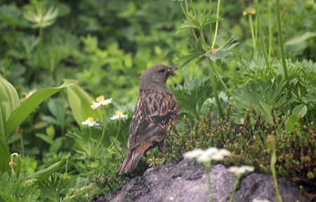 20100801-14鳥