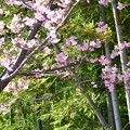 竹林と桜