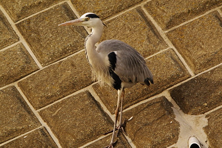 IMGP1335_s